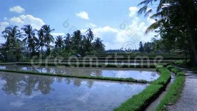 巴厘岛乌布德水稻种植美丽的风景视频