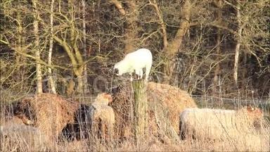 春天，干草捆上的小白羊