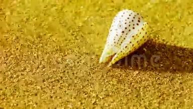 金色沙滩上的海螺，风吹沙