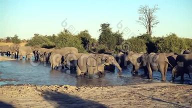 一群大象或一群大象从天然的水洞里喝水