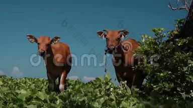 <strong>两头</strong>巴厘岛班腾<strong>奶牛</strong>站在草地上看着镜头