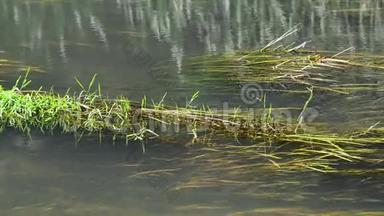 夏天有藻类和<strong>蜻蜓</strong>的河流