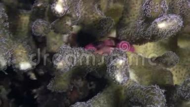 蟹在海底蒙面，在菲律宾海洋寻找食物。