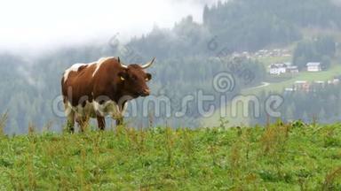 <strong>奶牛</strong>在高山山脉背景下的一个山地<strong>牧场</strong>上放牧