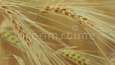 一种孤立的熟麦草在风中摇摆的特写镜头。 青铜器