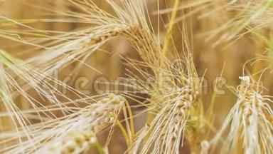 一种孤立的熟麦草在风中摇摆的特写镜头。 青铜器
