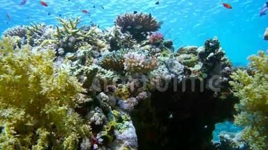年，鱼海金鱼群斯夸米平尼斯和双色大鸨在珊瑚礁上游泳