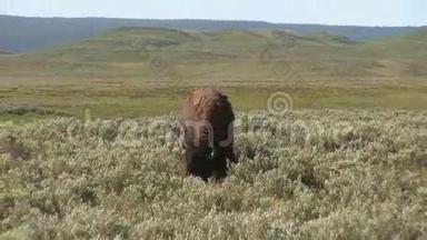 黄石国家公园的野牛