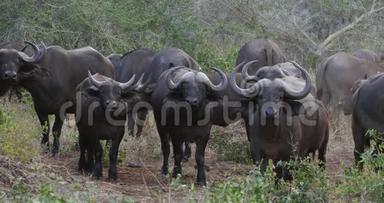 非洲水牛，切角，赫德站在萨凡纳，塔沃公园在肯尼亚实时