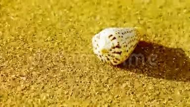 金色沙滩上的海螺，风吹沙