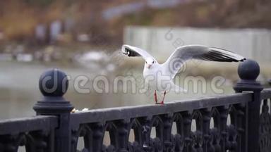阴天河上铁栏杆上的海鸥和大城市景观背景。 吃面包的鸟。