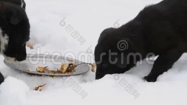 三只可爱有趣的小黑白小狗在冬天的雪地上吃东西。 饥饿的小狗吃鱼头