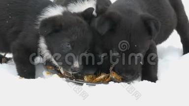三只可爱有趣的小黑白小狗在冬天的雪地上<strong>吃东西</strong>。 饥饿的小狗<strong>吃</strong>鱼头
