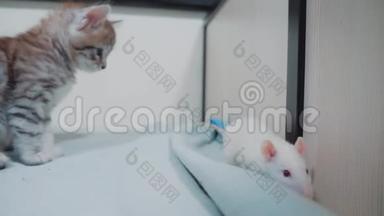 小黑条纹小猫在玩猎鼠游戏。 有趣的罕见视频小猫和一只老鼠在床上奔跑。 猫和猫