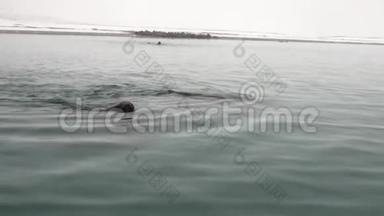 海象群在斯瓦尔巴的北冰洋冰冷的海水中游泳。