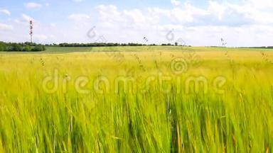 6月中旬成熟的大麦幼苗。 年轻的黄绿色大麦在风中飘扬。
