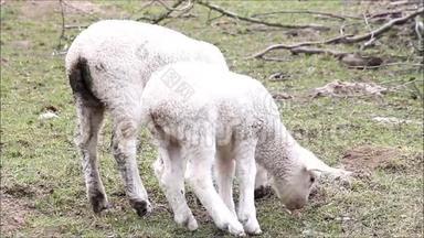 春天，两只<strong>小白羊</strong>在吃草，复活节