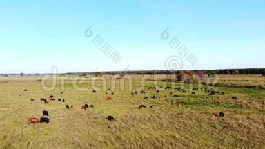 在草地上，绿草如茵的田野上，许多棕黑色的家系，繁殖的奶牛，公牛正在放牧.. 在农场。 夏日温暖