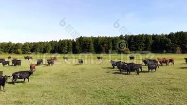 在草地上，绿草如茵的田野上，许多棕黑色的家系，繁殖的奶牛，公牛正在放牧.. 在农<strong>场</strong>。 夏日温<strong>暖</strong>
