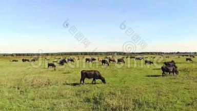 在<strong>草</strong>地上，<strong>绿草</strong>如茵的田野上，许多棕黑色的家系，繁殖的奶牛，公牛正在放牧.. 在农场。 <strong>夏日</strong>温暖