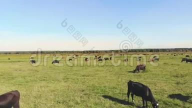 在草地上，绿草如茵的田野上，许多棕黑色的家系，繁殖的奶牛，公牛正在放牧.. 在农场。 夏日温暖