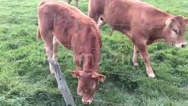 在法国埃特雷特吃奶牛