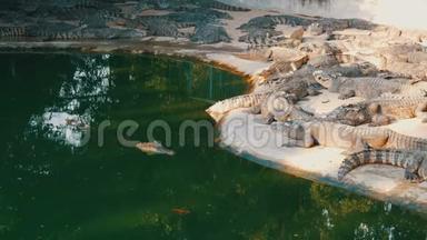 鳄鱼懒洋洋地躺在<strong>圈养</strong>中。 泰国帕塔亚的鳄鱼农场