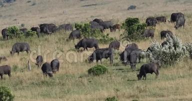 非洲水牛，切角，赫德站在萨凡纳，塔沃公园在肯尼亚实时