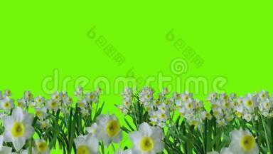 带有耶稣和绿色背景的鲜花的复活节动画信息