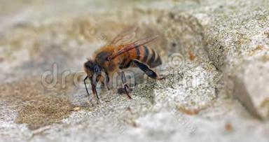 欧洲蜂蜜蜜蜂，蜜蜂，石头上的蜜蜂，诺曼底，实时4K