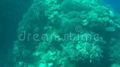五颜六色的珊瑚礁水下景观与珊瑚。