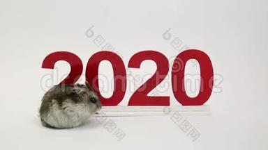 白鼠是2020年来年的象征..