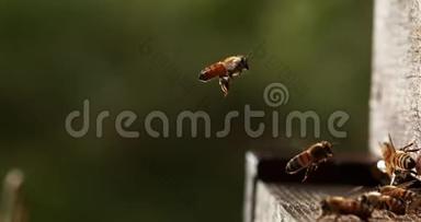 欧洲蜜蜂，蜜蜂，蜜蜂，蜜蜂站在蜂巢的入口处，昆虫在飞行中，返回靴子，蜜蜂在蜂巢生活