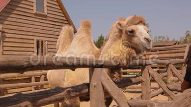 靠近骆驼吃，骆驼在动物园里吃，骆驼在木制鸟舍后面吃，一只干净的大骆驼