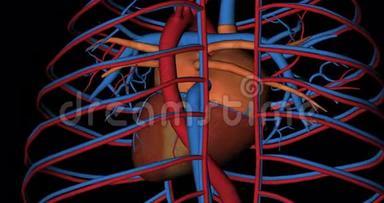 心脏、腔静脉和主动脉动脉旋转