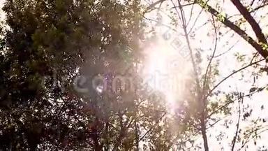 阳光明媚的幼嫩<strong>绿春</strong>叶桦树，自然生态季节背景与复制空间。