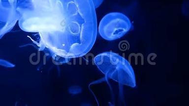4K. 一组荧光水母在水族馆游泳池游泳。 透明水母水下镜头发光的美杜莎移动
