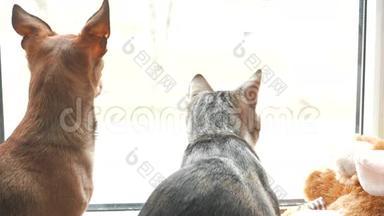 猫和狗在家玩。 一起坐在窗前。 4KUHD。