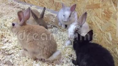 兔子。 小兔子从食槽里吃，联系动物园的兔子