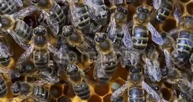 欧洲蜂蜜蜜蜂，意大利蜜蜂，Brood Ray黑蜜蜂，诺曼底蜜蜂，实时