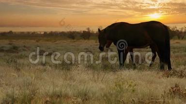 红颜色的母马，在傍晚的阳光下，用幼发的草来放牧
