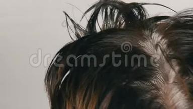 一个中年妇女的<strong>过度</strong>生长的灰色根，她用特殊的刷子给自己的头发涂上颜色。 深色头发，白色