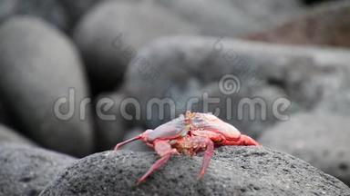 厄瓜多尔加拉帕戈斯国家公园北西摩岛上的Sallylight foot蟹