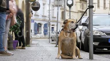 忠实的狗狗躺在人行道上等待主人。 人群冷漠的腿经过