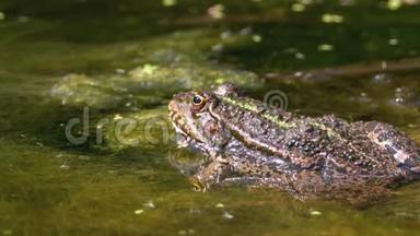 河里的绿蛙。 特写镜头。 水生植物蟾蜍肖像面