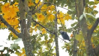 一只黑色的鸟坐在树叶里。 秋天的橡树叶夏末初秋的阳光透过橡树叶。
