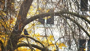 一只黑色的鸟坐在<strong>树</strong>叶里。 秋天的橡<strong>树</strong>叶夏末初秋的阳光透过橡<strong>树</strong>叶。