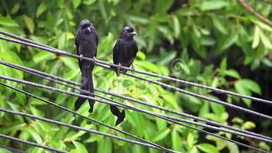 黑色德龙戈鸟DicrurusMacrocerus坐在电力线路电线上。 城市生活中的动物