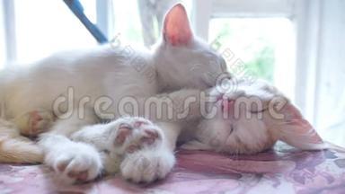 小猫白猫睡在一只红色的小猫身上有趣的宠物友谊慢动作视频