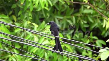 黑色德龙戈鸟DicrurusMacrocerus坐在<strong>电力线</strong>路电线上。 城市生活中的动物